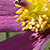 Pulsatilla vulgaris * Gewöhnliche Küchenschelle