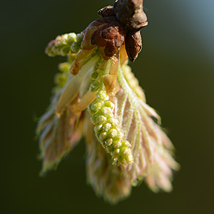 Rot-Eiche