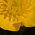 Ranunculus bulbosus  *  Knolliger Hahnenfuss