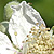 Rubus caesius  *  Blaue Brombeere