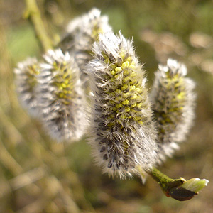 Silber-Weide