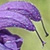 Salvia officinalis  *  Garten-Salbei