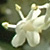 Sambucus nigra  *  Schwarzer Holunder