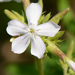 Gebräuchliches Seifenkraut