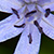 Scilla bifolia  *  Zweiblättriger Blaustern