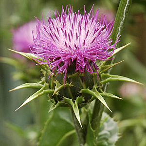 Mariendistel