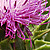 Silybum marianum  *  Mariendistel