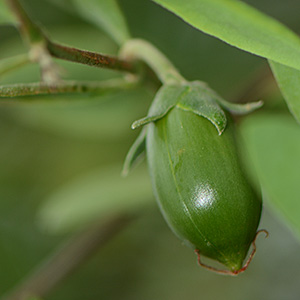 Jojoba