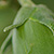 Simmondsia chinensis  *  Jojoba