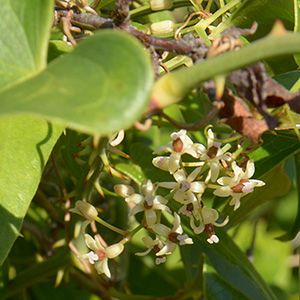 Stechwinde, Sarsaparilla