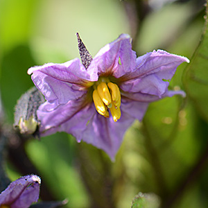 Aubergine