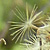 Solidago virgaurea subsp. minuta  *  Alpen-Goldrute