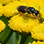 Tanacetum vulgare  *  Gemeiner Rainfarn