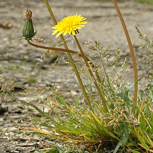 Gebräuchlicher Löwenzahn