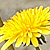 Taraxacum officinale  *  Gebräuchlicher Löwenzahn