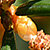 Taxus baccata * Eibe