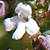 Thymus vulgaris  *  Garten-Thymian