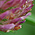 Trifolium pratense subsp. nivale  *  Schnee-Klee