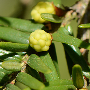 Kanadische Hemlocktanne