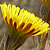 Tussilago farfara  *  Huflattich