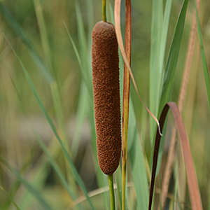 Schmalblättriger Rohrkolben