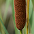 Typha angustifolia  *  Schmalblättriger Rohrkolben