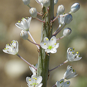 Meerzwiebel