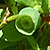 Vaccinium myrtillus  *  Heidelbeere