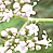 Valeriana officinalis  *  Gebräuchlicher Baldrian