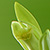 Vanilla planifolia  *  Vanille