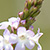 Verbena officinalis  *  Gebräuchliches Eisenkraut