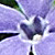 Vinca minor  *  Kleines Immergrün