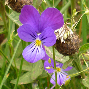 Echtes Stiefmütterchen