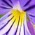 Viola tricolor  *  Echtes Stiefmütterchen